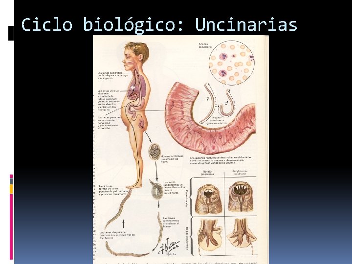 Ciclo biológico: Uncinarias 