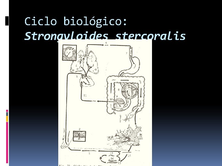 Ciclo biológico: Strongyloides stercoralis 