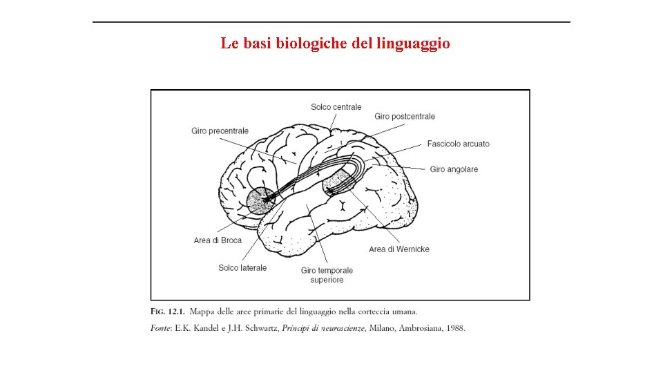 Le basi biologiche del linguaggio 