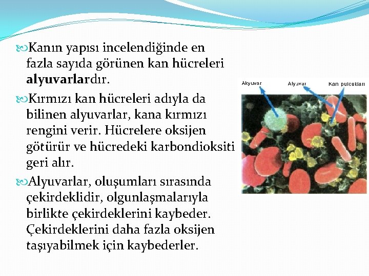  Kanın yapısı incelendiğinde en fazla sayıda görünen kan hücreleri alyuvarlardır. Kırmızı kan hücreleri