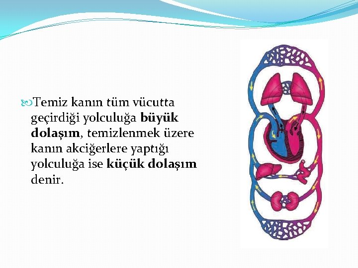  Temiz kanın tüm vücutta geçirdiği yolculuğa büyük dolaşım, temizlenmek üzere kanın akciğerlere yaptığı