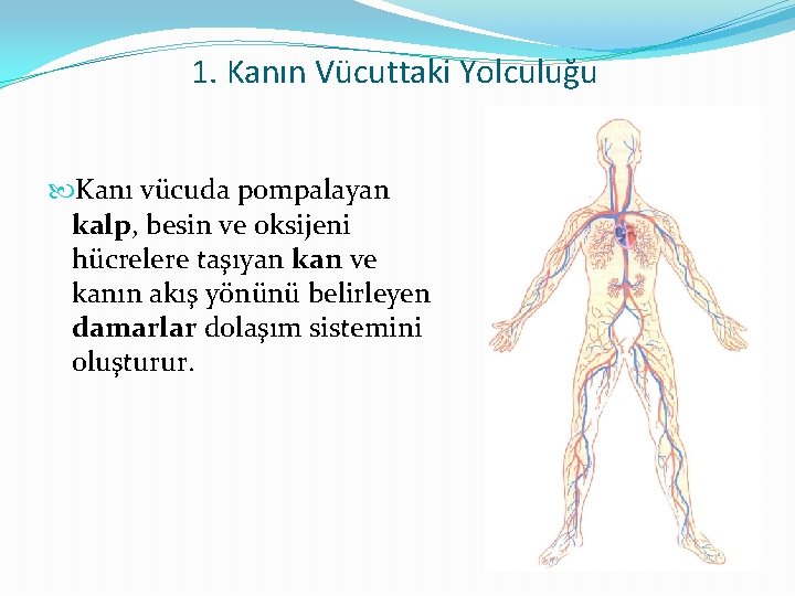 1. Kanın Vücuttaki Yolculuğu Kanı vücuda pompalayan kalp, besin ve oksijeni hücrelere taşıyan kan