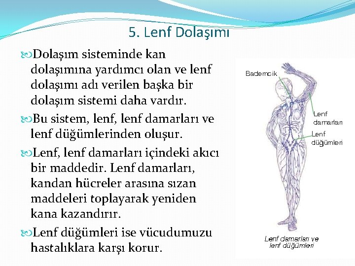 5. Lenf Dolaşımı Dolaşım sisteminde kan dolaşımına yardımcı olan ve lenf dolaşımı adı verilen