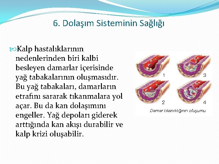 6. Dolaşım Sisteminin Sağlığı Kalp hastalıklarının nedenlerinden biri kalbi besleyen damarlar içerisinde yağ tabakalarının