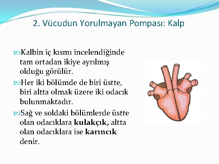 2. Vücudun Yorulmayan Pompası: Kalp Kalbin iç kısmı incelendiğinde tam ortadan ikiye ayrılmış olduğu