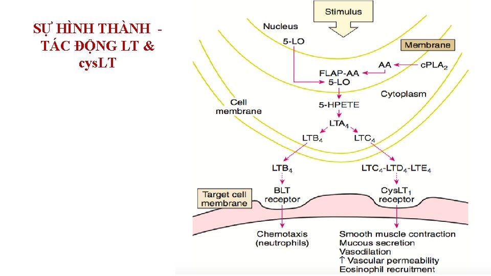 SỰ HÌNH THÀNH TÁC ĐỘNG LT & cys. LT 