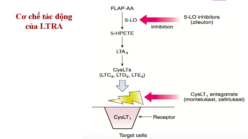 Cơ chế tác động của LTRA 