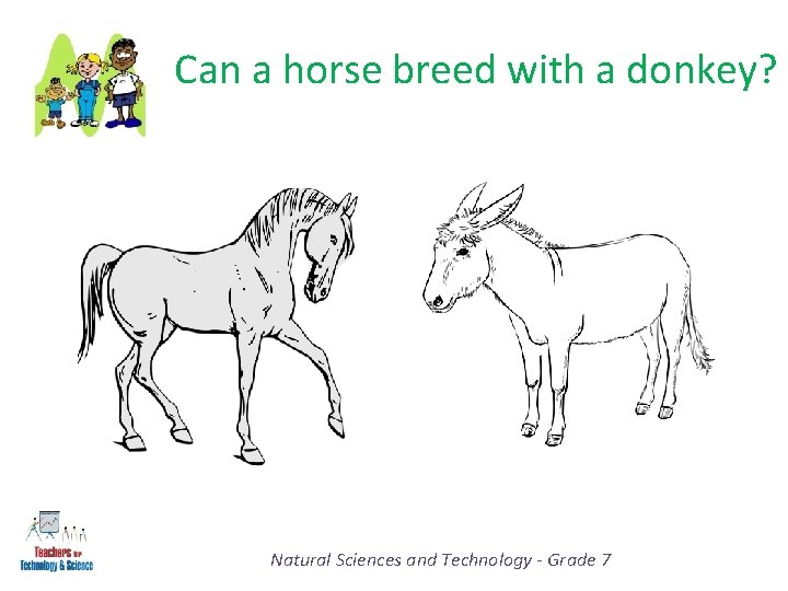 Can a horse breed with a donkey? Natural Sciences and Technology - Grade 7