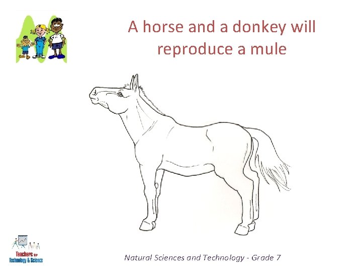 A horse and a donkey will reproduce a mule Natural Sciences and Technology -
