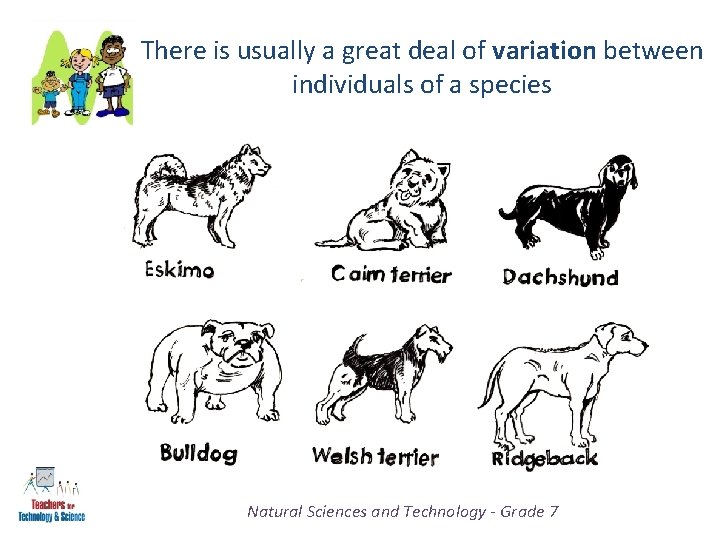 There is usually a great deal of variation between individuals of a species Natural