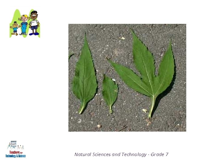 Natural Sciences and Technology - Grade 7 