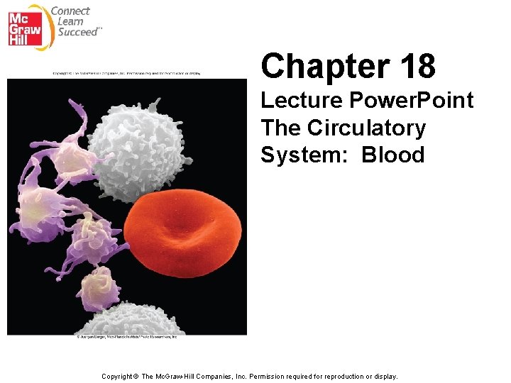 Chapter 18 Lecture Power. Point The Circulatory System: Blood Copyright © The Mc. Graw-Hill