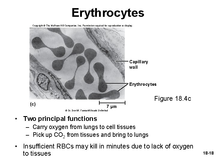 Erythrocytes Copyright © The Mc. Graw-Hill Companies, Inc. Permission required for reproduction or display.