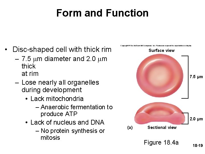 Form and Function • Disc-shaped cell with thick rim Copyright © The Mc. Graw-Hill