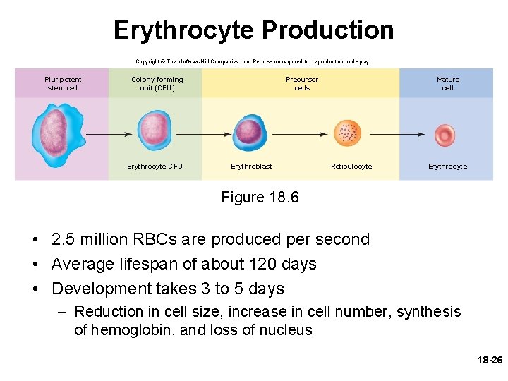 Erythrocyte Production Copyright © The Mc. Graw-Hill Companies, Inc. Permission required for reproduction or