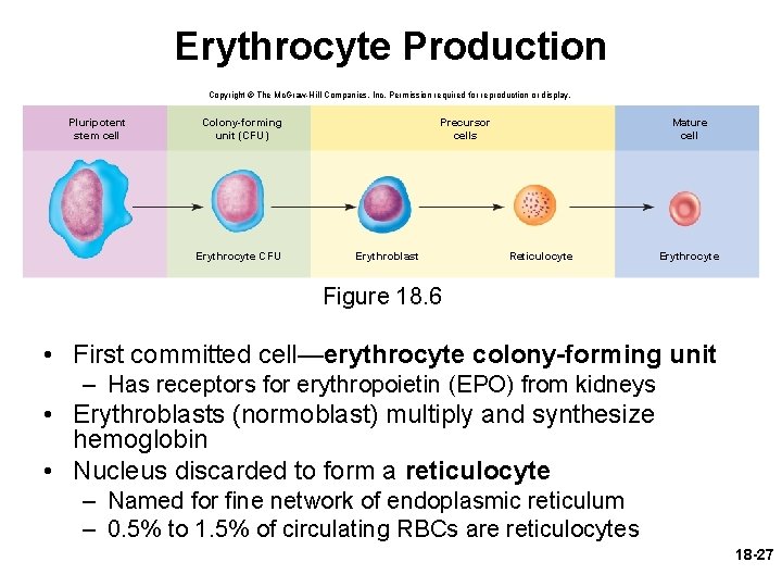 Erythrocyte Production Copyright © The Mc. Graw-Hill Companies, Inc. Permission required for reproduction or