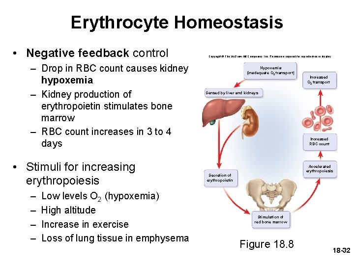 Erythrocyte Homeostasis • Negative feedback control – Drop in RBC count causes kidney hypoxemia