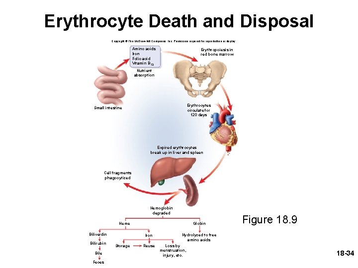 Erythrocyte Death and Disposal Copyright © The Mc. Graw-Hill Companies, Inc. Permission required for