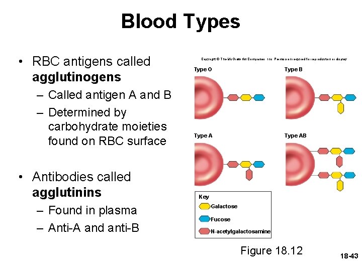 Blood Types • RBC antigens called agglutinogens – Called antigen A and B –