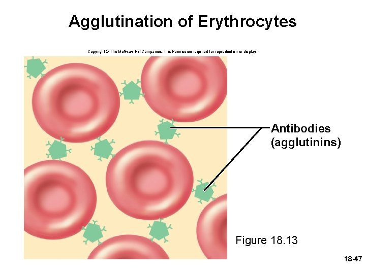 Agglutination of Erythrocytes Copyright © The Mc. Graw-Hill Companies, Inc. Permission required for reproduction