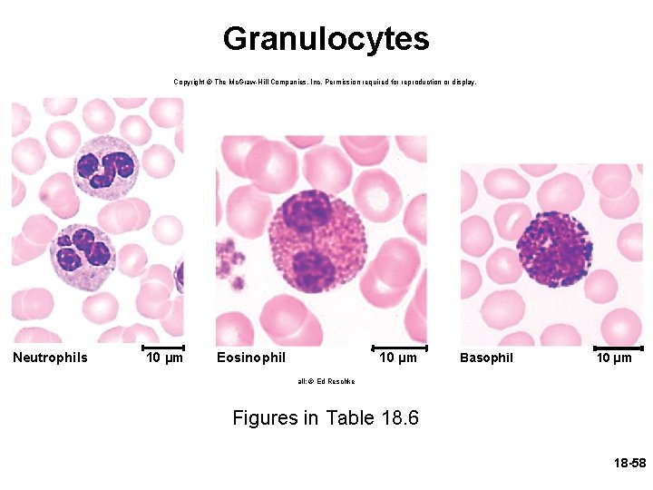 Granulocytes Copyright © The Mc. Graw-Hill Companies, Inc. Permission required for reproduction or display.