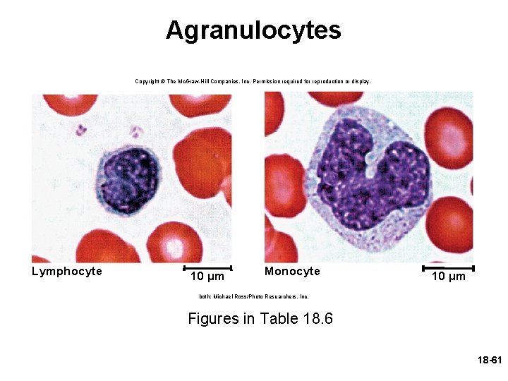 Agranulocytes Copyright © The Mc. Graw-Hill Companies, Inc. Permission required for reproduction or display.