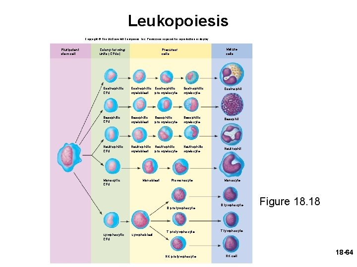 Leukopoiesis Copyright © The Mc. Graw-Hill Companies, Inc. Permission required for reproduction or display.