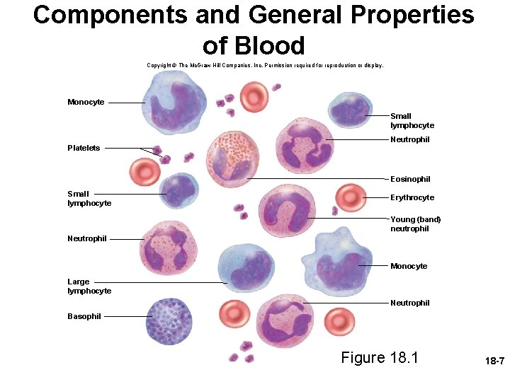Components and General Properties of Blood Copyright © The Mc. Graw-Hill Companies, Inc. Permission