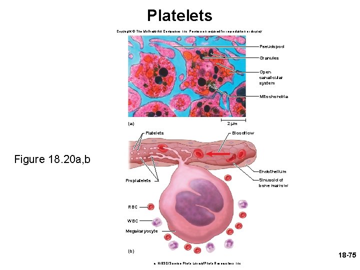 Platelets Copyright © The Mc. Graw-Hill Companies, Inc. Permission required for reproduction or display.