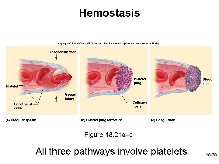 Hemostasis Copyright © The Mc. Graw-Hill Companies, Inc. Permission required for reproduction or display.