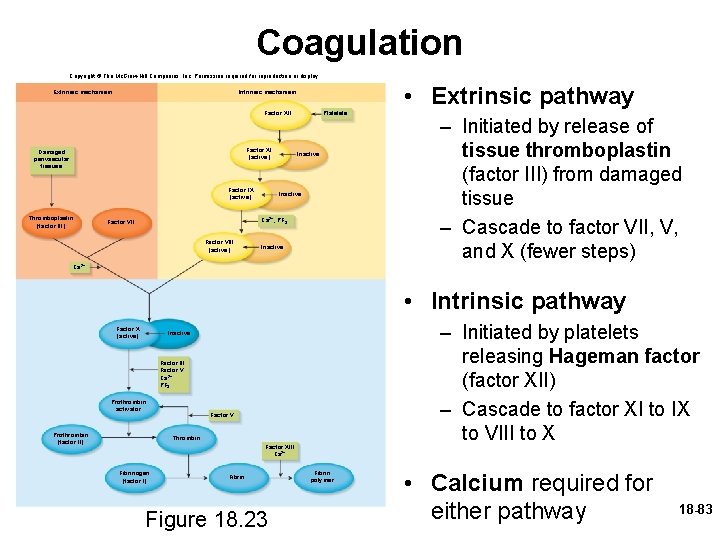 Coagulation Copyright © The Mc. Graw-Hill Companies, Inc. Permission required for reproduction or display.