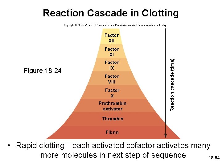 Reaction Cascade in Clotting Copyright © The Mc. Graw-Hill Companies, Inc. Permission required for