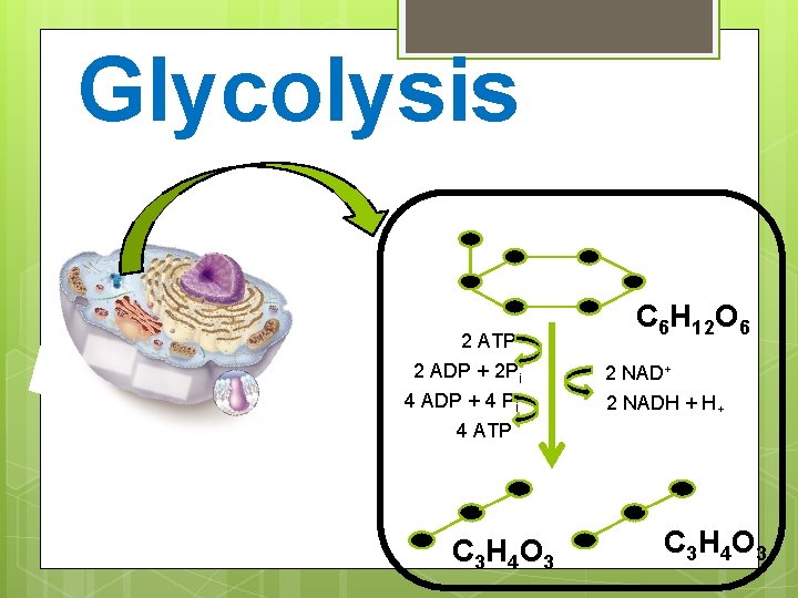 Glycolysis 2 ATP 2 ADP + 2 Pi 4 ADP + 4 Pi 4