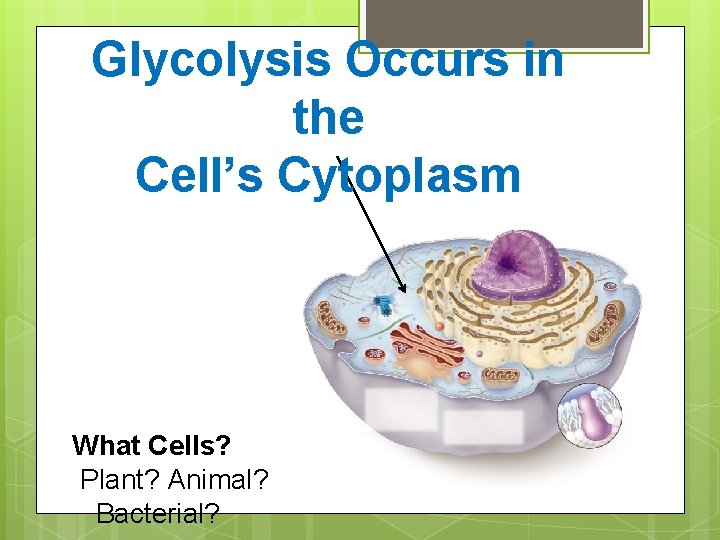 Glycolysis Occurs in the Cell’s Cytoplasm What Cells? Plant? Animal? Bacterial? 