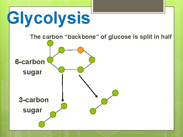 Glycolysis The carbon “backbone” of glucose is split in half 6 -carbon sugar 3