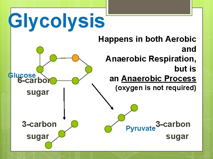Glycolysis Happens in both glucose Aerobicis The carbon “backbone” of and split in half
