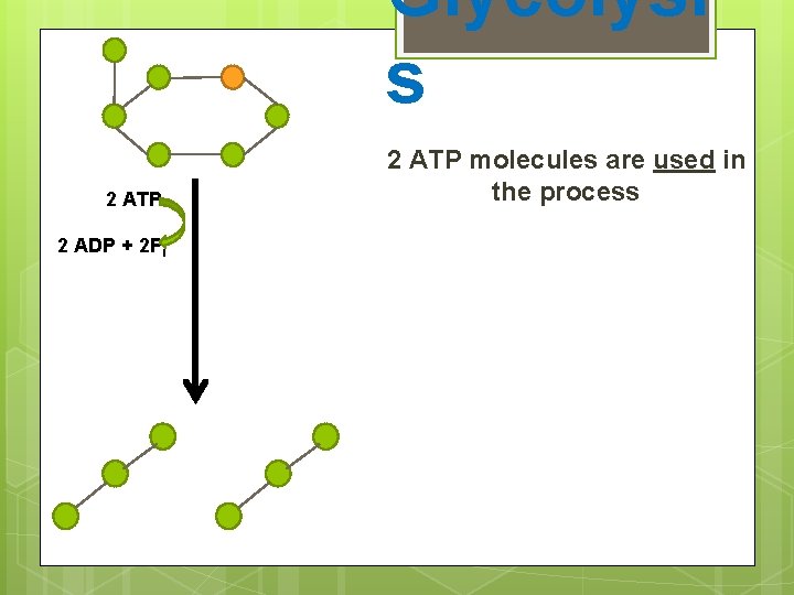 Glycolysi s 2 ATP 2 ADP + 2 Pi 2 ATP molecules are used