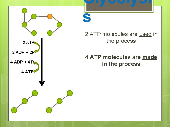Glycolysi s 2 ATP 2 ADP + 2 Pi 4 ADP + 4 Pi