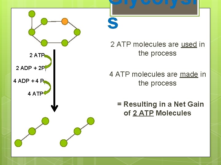 Glycolysi s 2 ATP 2 ADP + 2 Pi 4 ADP + 4 Pi