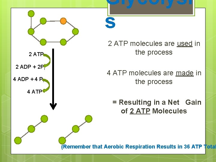 Glycolysi s 2 ATP 2 ADP + 2 Pi 4 ADP + 4 Pi