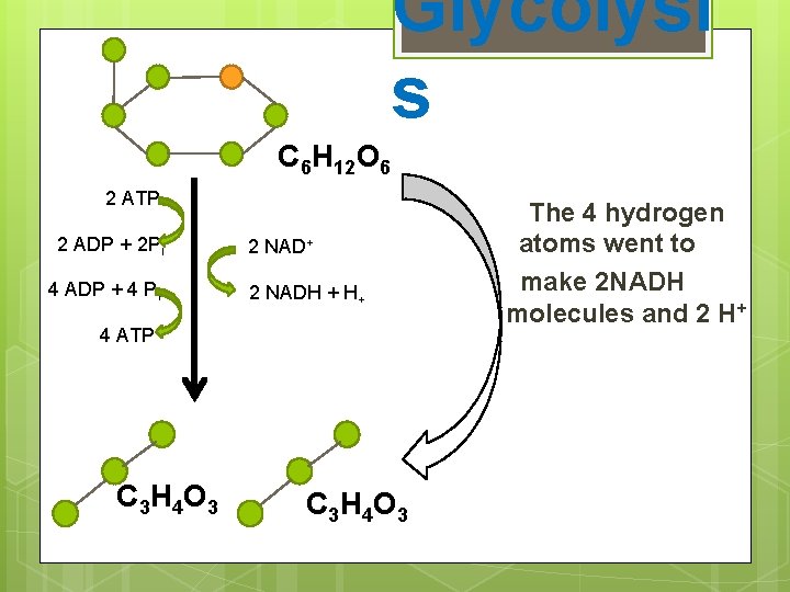 Glycolysi s C 6 H 12 O 6 2 ATP 2 ADP + 2