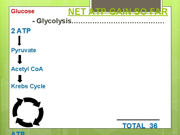 Glucose NET ATP GAIN SO FAR - Glycolysis…………………. 2 ATP Pyruvate Acetyl Co. A