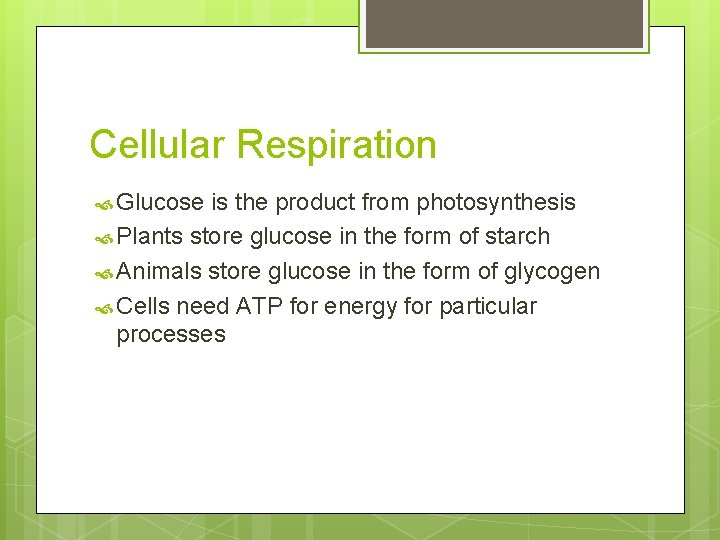 Cellular Respiration Glucose is the product from photosynthesis Plants store glucose in the form