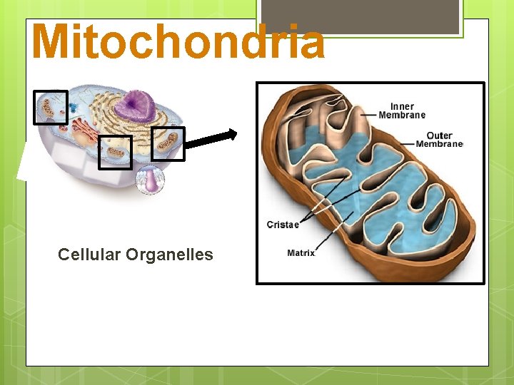 Mitochondria Cellular Organelles 