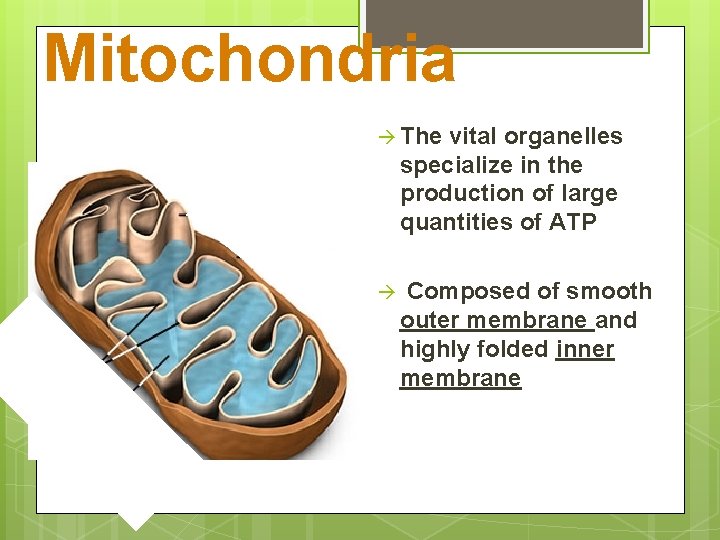Mitochondria à The vital organelles specialize in the production of large quantities of ATP