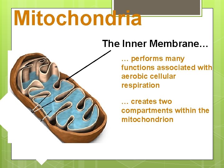 Mitochondria The Inner Membrane… … performs many functions associated with aerobic cellular respiration …