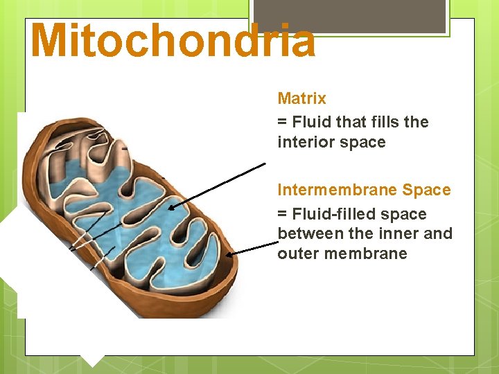 Mitochondria Matrix = Fluid that fills the interior space Intermembrane Space = Fluid-filled space