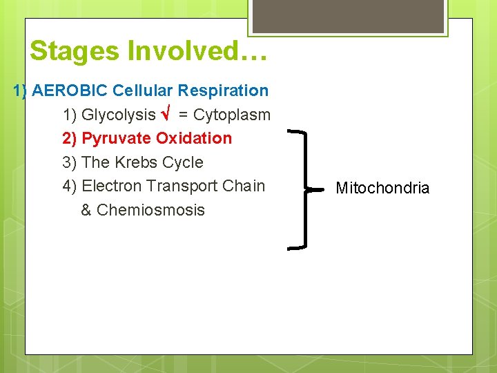 Stages Involved… 1) AEROBIC Cellular Respiration 1) Glycolysis = Cytoplasm 2) Pyruvate Oxidation 3)