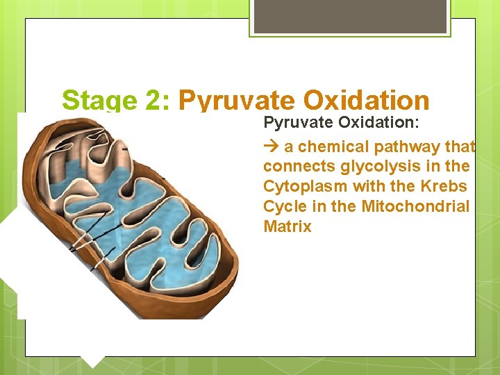 Stage 2: Pyruvate Oxidation: a chemical pathway that connects glycolysis in the Cytoplasm with