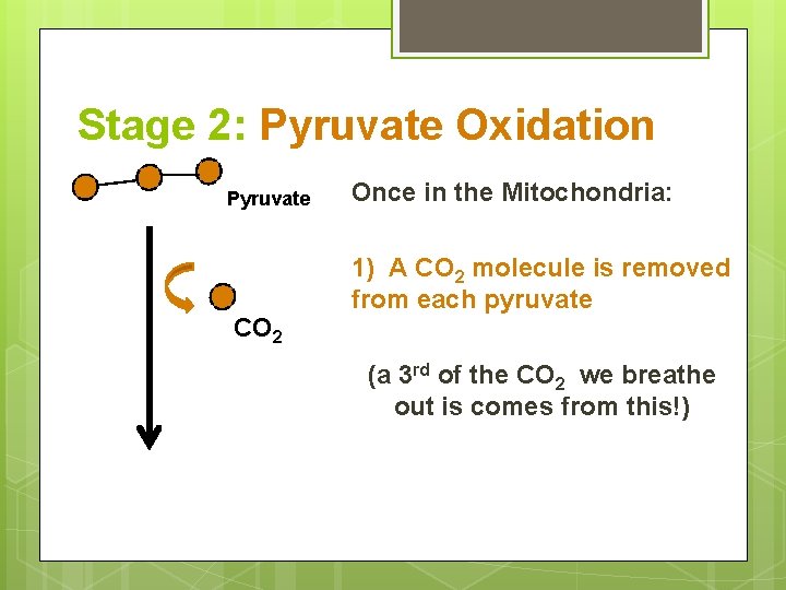 Stage 2: Pyruvate Oxidation Pyruvate CO 2 Once in the Mitochondria: 1) A CO